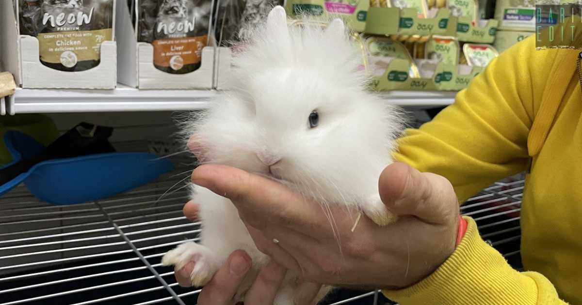 Bari, i negozi che vendono animali: �Norme giuste ma stringenti, siamo rimasti in pochi�